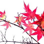 Logo de imágen, hojas rojizas en rama de Liquidambar osbre fondo blanco